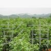 供應綠化苗木各種規格深山含笑光葉白蘭