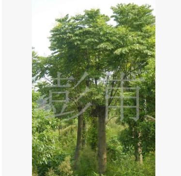 供應綠化苗木欒樹搖錢樹移栽欒樹黃山欒樹復羽葉欒樹