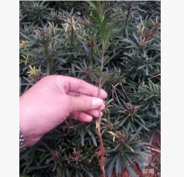 包郵自家種植羅漢松小苗造型羅漢松小葉中葉羅漢松造型羅漢松