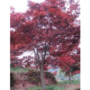 優質精品紅楓