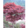 優質紅楓