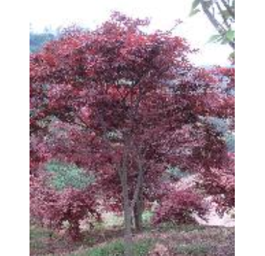紅楓大苗