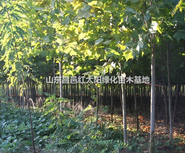 法桐供應(yīng)
