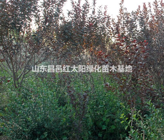 扶芳藤供應(yīng)