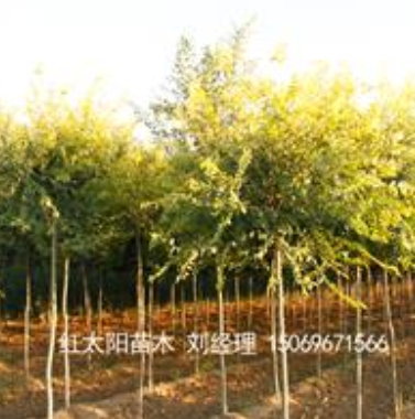 紅太陽綠化苗木金葉榆、龍桑、皂角等優(yōu)良品種