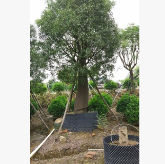 苗圃直銷佛肚樹 庭院大型觀葉造型植物澳洲瓶子樹專車發貨