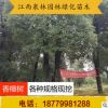 冠幅好樹干直精品樹型胸徑香樟樹