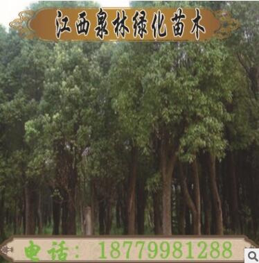 供應綠化苗木行道樹原生苗圃截桿香樟 觀賞樹