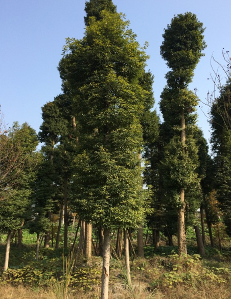 楨楠