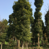 楨楠