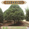 大量供應桂花樹精品八月桂花樹 精品四季桂花樹四季桂花球價格低