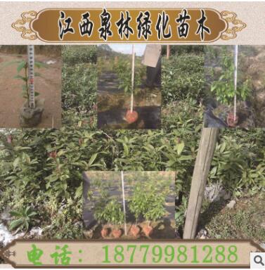 楨楠樹