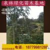 供應工程綠化行道樹全冠桂花 景觀樹原生桂花樹