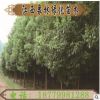 供應香樟 移栽香樟樹 切桿發枝移栽香樟樹苗 觀賞樹庭院