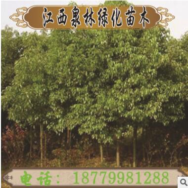 工程苗香樟小苗銷售批發香樟樹