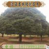 庭院景觀綠化	大桂花樹批發/采購桂花樹苗