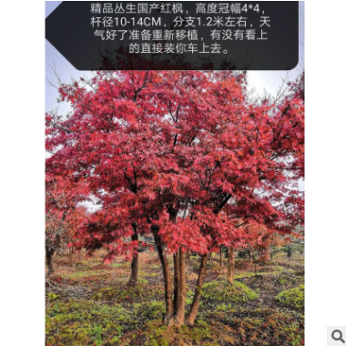 基地供應多桿紅楓 嫁接紅楓 要價格美麗找李友義