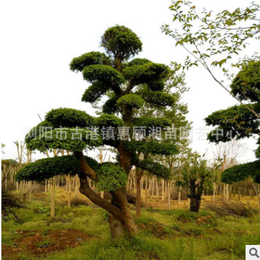 精品榆樹 造型榆樹樁批發 規格齊全 湖南長沙基地直供