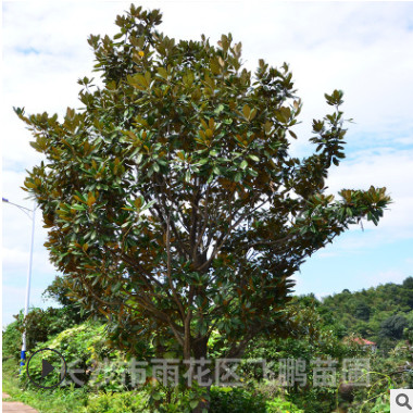 長沙飛鵬苗圃直銷 廣玉蘭 行道樹綠化 ，工程園林綠化