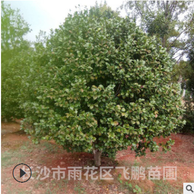 長沙飛鵬苗圃優惠供應 茶花球 規格齊全，品種齊 低價直銷