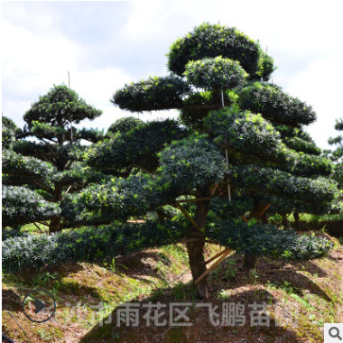 長沙飛鵬優價直銷 造型羅漢松 別墅庭院園林綠化風景樹