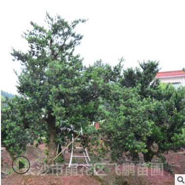 長沙飛鵬苗圃大量批發羅漢松 造型 園林景觀工程樹，價格優惠