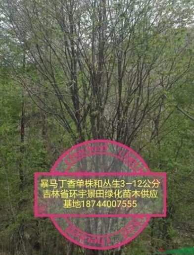 叢生白樺，叢生暴馬丁香，叢生山丁子，各種規(guī)格