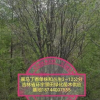 叢生白樺，叢生暴馬丁香，叢生山丁子，各種規格