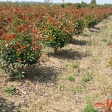 供冠紅葉石楠 5000個