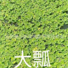 大瓢 水生類植物 杭州基地優質供應