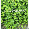 批發盆栽植物 金邊常青藤 常春藤盆栽 金邊常春藤 吊蘭金邊長青藤