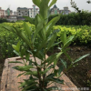 供應法國冬青 青珊瑚 批發灌木綠化工程常綠灌木灌木 綠化法青