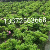 綠化工程 杜鵑 夏鵑 毛娟 春娟 西洋杜鵑花 杭州蕭山