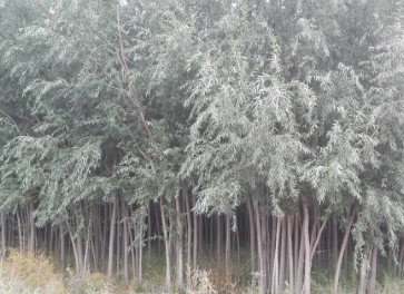 柳樹