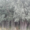 柳樹