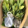 長期供應廣玉蘭苗 廣玉蘭小苗 綠化廣玉蘭 生長快適應范圍廣