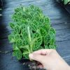 廠家供應室內花卉 青背天鵝絨竹芋穴盤苗 廣州園林花卉種苗批發