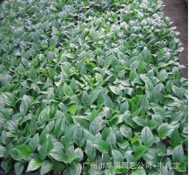 低價供應室內觀葉植物 瑪麗安萬年青苗 廣州園林花卉種苗批發