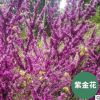 重慶刁月祥大量批發紫金花樹苗基地直供成活率高花卉 樹苗