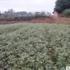 重慶江津慈云花椒苗 正宗九葉青花椒 廠家批發直銷 一年掛果
