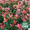 重慶刁月祥大量批發紅葉石楠苗基地直供綠化植物園林種植