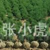 西安市綠嘉苗圃原產地供應各規格白皮松