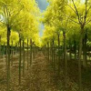 菏澤大小規格黃金槐供應/山東黃金槐基地/菏澤黃金槐小苗直銷