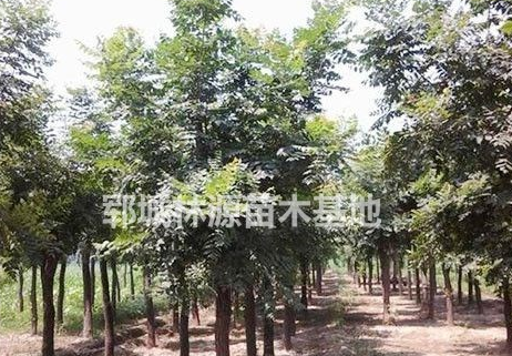 優質白蠟供應/精品白蠟供應/山東白蠟基地