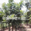 優質白蠟供應/精品白蠟供應/山東白蠟基地