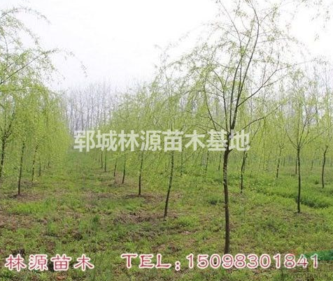 自家種植垂柳/自家低價垂柳/菏澤垂柳低價出售/低價垂柳供應