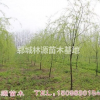 自家種植垂柳/自家低價垂柳/菏澤垂柳低價出售/低價垂柳供應