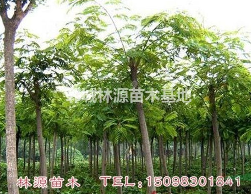 山東合歡直銷/菏澤合歡低價供應/批量銷售合歡樹