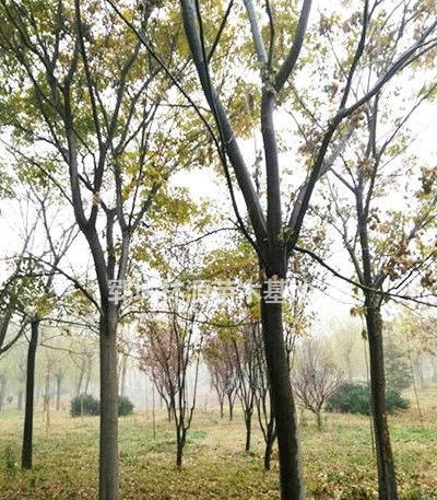 山東欒樹基地/批量欒樹低價供應/精品欒樹批量供應/欒樹價格