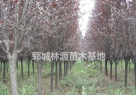 供應低價紫葉李/大量處理紫葉李/山東紫葉李供應